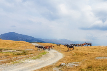 Wild horses on the top of Stara Planina Mountain
