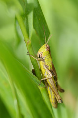 Green grasshopper's in the grass.