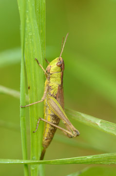 Green grasshopper's in the grass.