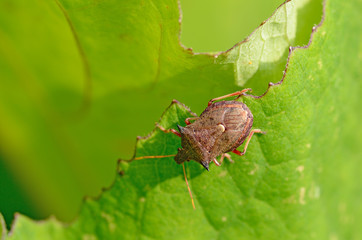 Forest bug sitting on a branch.