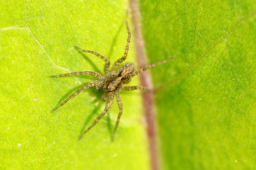 A spider knits a web.