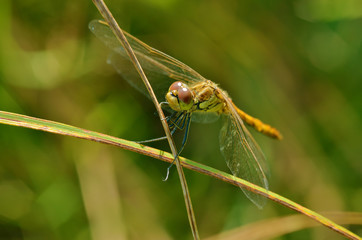 Dragonfly sitting on the stem of the plant.