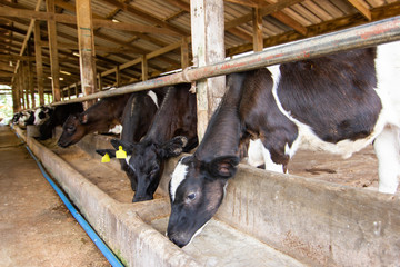 Cows on a farm and herd of cows eating hay in cowshed on dairy farm