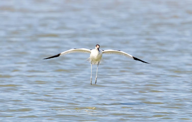Avocet