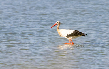 white stork