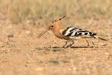 Hoopoe © Estela