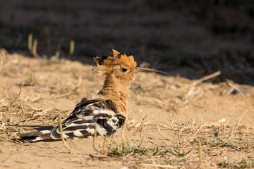 Hoopoe
