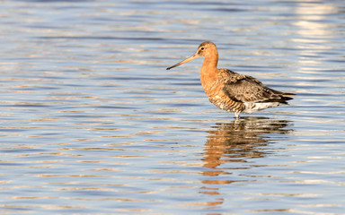 Godwit