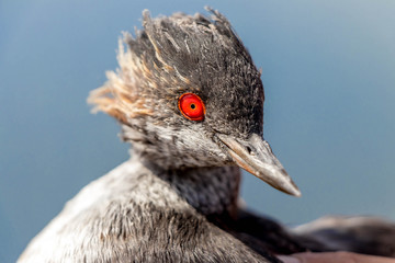 Grebe
