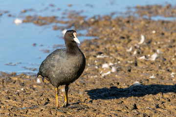 A common coot