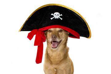 HAPPY MIXEDBREED DOG DRESSED IN A PIRATE  HALLOWEEN OR CARNIVAL COSTUME HAT. ISOLATED AGAINST WHITE...