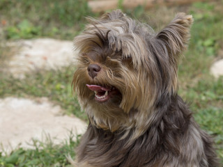 Naklejka premium Une petite chienne Yorkshire Terrier de petite taille très vive et affectueuse dont la race devenue populaire est originaire des comtés du Yorkshire et de Lancashire en Angleterre.