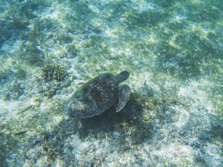 Obraz premium Sea turtle underwater photo. Green sea turtle swimming. Wildlife of tropical coral reef. Sea tortoise in open water