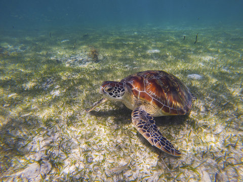 Sea turtle on sea bottom photo. Marine green sea turtle closeup. Wildlife of tropical coral reef. Sea tortoise in water