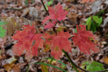 red maple leaves in autumn