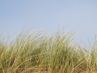 Fototapeta premium Green Reeds at the top of a Sand Dune against a Blue Sky