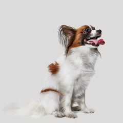 Studio portrait of a small yawning puppy Papillon on gray studio background. The animals emotions concept
