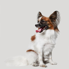 Studio portrait of a small yawning puppy Papillon on gray studio background. The animals emotions concept