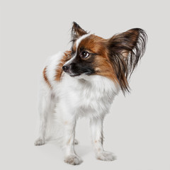 Studio portrait of a small yawning puppy Papillon on gray studio background. The animals emotions concept