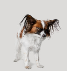 Studio portrait of a small yawning puppy Papillon on gray studio background. The animals emotions concept