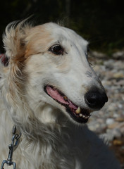 Borzoi dog face portrait