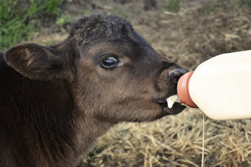 Dinner Time © Kristy