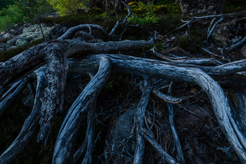 dead tree lying in the woods