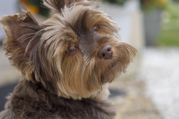 Yorkshire Terrier chocolat, chienne de petite taille très vive et affectueuse 