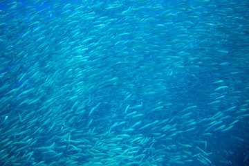 Fototapeta na wymiar Sardine carousel in open sea water scene. Massive fish school underwater photo. Pelagic fish swimming in saltwater