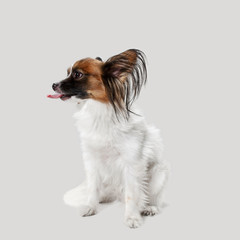 Studio portrait of a small yawning puppy Papillon on gray studio background. The animals emotions concept