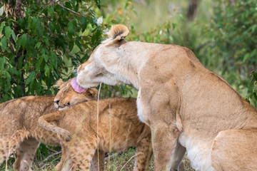 Lion cubs who gets licked by his mother in the bushes