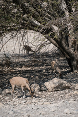 deer in the desert