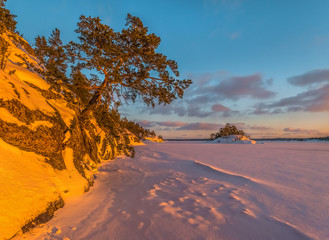 Fototapeta na wymiar A colorful winter sunset on the Ladoga Lake. Pink light on the pines, on the snow.