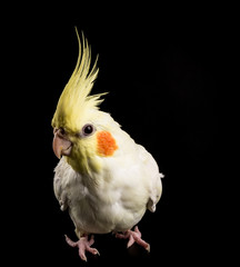 Cockatiel, cute Lutino baby parrot close up isolated on black background.