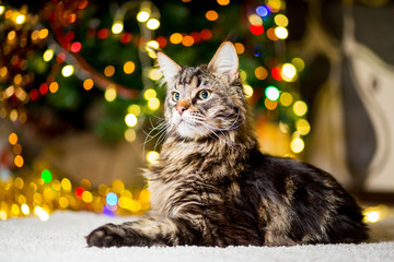 The big and lazy Maine Coon cat near the New Year tree with garlands