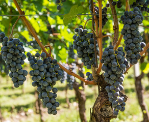 Lagrein grape variety. Lagrein is a red wine grape variety native to the valleys of South Tyrol,...
