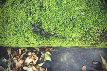Moss growing on the brick in rain garden
