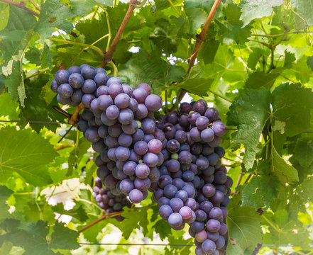 Schiava (Vernatsch) grape variety. This indigenous grape variety had a central role in South Tyrol/Südtirol (Italy) winegrowing since the sixteenth century