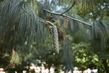Pinus strobus