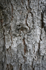 Pinus strobus