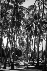 Alley with palm trees on a tropical island in black and white colors