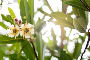 Obraz premium Elaeocarpus grandiflorus geen leaf tree plant fresh nature