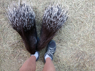Porcupine attack