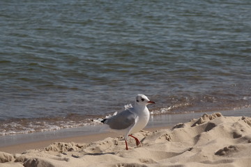 a seagull at the coast of usedom in the baltic sea