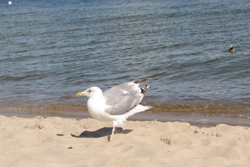 a seagull at the coast of usedom in the baltic sea