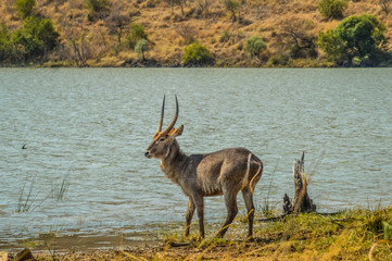 A cute water buck  or waterbuck in Kruger national park