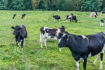 Fototapeta na wymiar Cows In Field