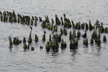 some seagulls on the beach or a wavebreaker at usedom in the baltic sea