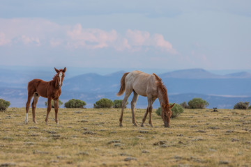 Fototapeta na wymiar Pair of Cute Wild Horse Foals