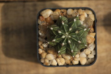 Top view of young cactus Echinopsis calochlora in the pot lay on a wooden floor.
